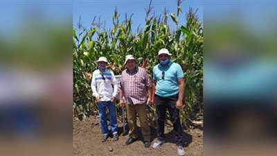 فحص 680 رسالة تقاوي وبذور محاصيل مختلفة بمعهد بحوث أمراض النبات خلال شهر