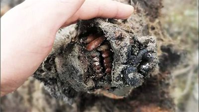 اكتشاف مومياء دب انقرض منذ 15 ألف عام في سيبيريا