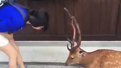 غزالة تنحني لفتاة يابانية منحتها الطعام | فيديو