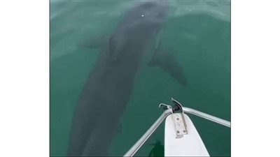 أسماك القرش تجتاح شاطئا فى أستراليا وتهاجم القوارب.. بسبب حوت نافق