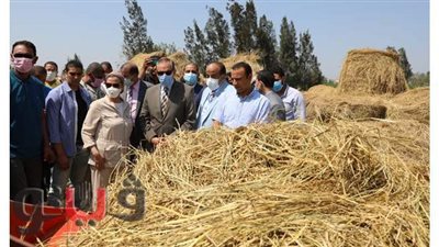 وزيرة البيئة: نسبة حصاد محصول الأرز 33% بكفر الشيخ | صور