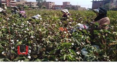 الحكومة : تحديد سعر  عادل وموحد لتأجير الأراضي الزراعية قريبا