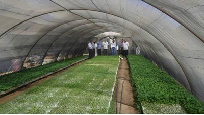 تنفيذ مشروعات لمشاتل الخضر و الظهير الزراعى بالداخلة فى الوادى الجديد