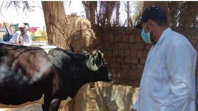 غدا ..  قافلة بيطرية مجانية للفرافرة في الوادي الجديد