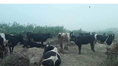 بيطري الوادى الجديد:  عينات ألبان أبقار  الصرف الصحى صالحة للاستهلاك الآدمى