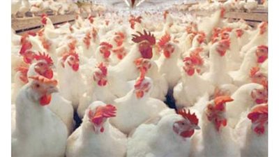 3 أزمات تهدد 90 مليار جنيه استثمارات في «الثروة الداجنة».. السماسرة.. عشوائية التسعير و«البورصة الغائبة»