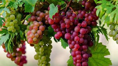 228 مليون دولار  قيمة صادرات مصر من العنب الطارزج خلال 11 شهرا