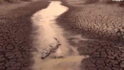 تناثر جثث الحيوانات في مناطق دمرتها حرائق الغابات بالبرازيل