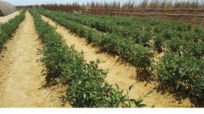 5 أولويات  لتعمير 280 ألف فدان  بالمغرة ضمن مشروع الرئاسى لاستصلاح 1.5 مليون فدان