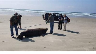 جريمة غامضة عند سواحل المكسيك.. 137 جثة على أحد الشواطئ