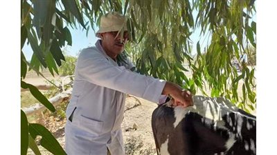 انطلاق أعمال القافلة البيطرية المجانية لأهالى الفرافرة بالوادي الجديد