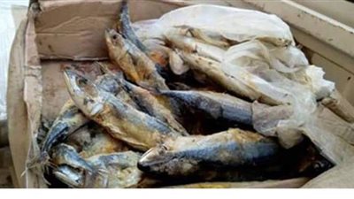 مصادرة 5 أطنان أسماك فيليه ورومى فاسدة داخل ثلاجة بالعبور