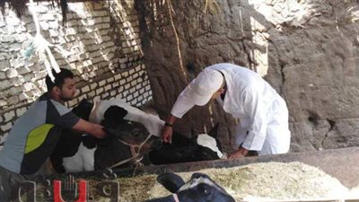 بيطرى المنوفية: انطلاق الحملة القومية الثانية  للتحصين ضد مرض الحمى القلاعية السبت