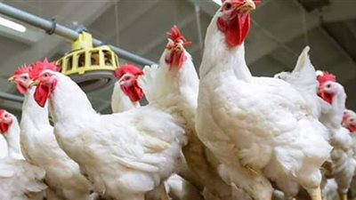 اسعار الدواجن تسجل 27 جنيها للمستهلكين