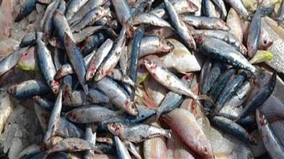 ضبط صاحب ثلاجة بحوزته 10 طن أسماك مجمدة فاسدة بالسلام