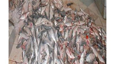 إعدام 10 أطنان أسماك مجمدة فاسدة عثر عليها داخل ثلاجة بالسلام