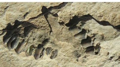 العثور على آثار أقدام عمرها 120 ألف عام في السعودية