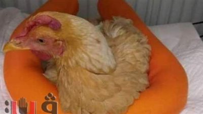 طبيب بيطري يجري عملية 