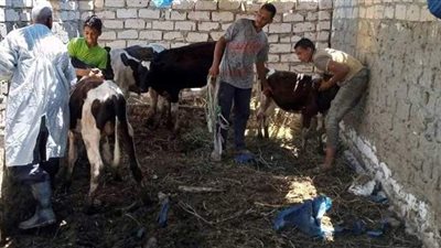 حملة لتحصين الماشية ضد الحمى القلاعية فى الإسكندرية