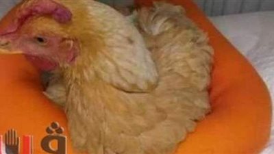 طبيب العملية الجراحية لفرخة: نجحنا في إنقاذ حياتها بـ7 اَلاف جنيه.. وصاحبها كان سعيدا