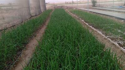 وزيرة التعاون الدولي تفتح غدًا أول مركز للخدمات الزراعية بالصعيد في قنا