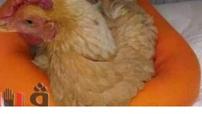 حيوانات ولكن حياتهم غالية.. إجراء عملية جراحية لفرخة بـ7 آلاف جنيه.. رصد 15 ألف جنيه لمن يعثر على كلب.. وعملية تجميل لقطة بتكلفة 10 آلاف يوان