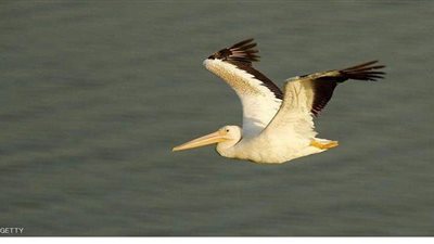 بجعة عملاقة تقتحم مطعما لبنانيا| فيديو