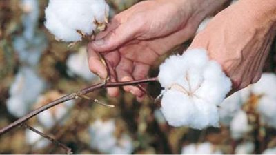 تعرف على صادرات القطن خلال الربع الثالث للموسم الزراعي 2019 / 2020  | انفوجراف