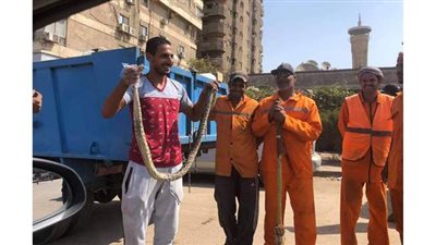 العثور على ثعبان طوله متران في مدينة نصر | صور