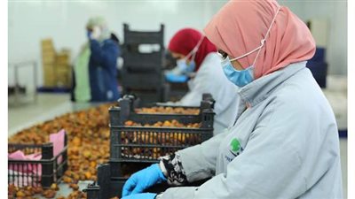 وزارة التعاون الدولي تقدم المساعدة الفنية لـ 8000 مزارع في 7 محافظات