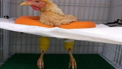 إحالة البيطري صاحب 