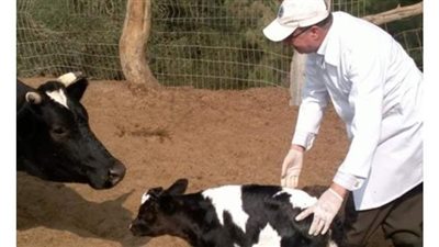 الزراعة: إطلاق الحملة القومية المكثفة للتحصين ضد مرض الحمى القلاعية