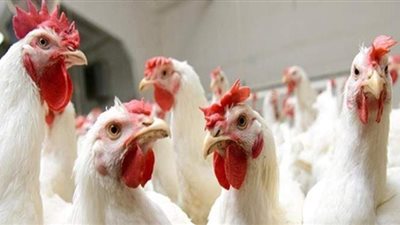 أسعار الدواجن يوم بيوم.. 