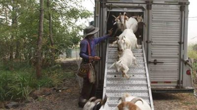 قطيع ماعز يساعد في تأمين ولاية أوريجون من حرائق الغابات