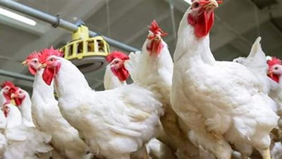 عبد العزيز السيد يتوقع ارتفاع أسعار الدواجن في موسم الشتاء