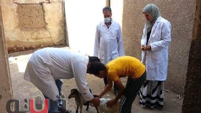 انطلاق فاعليات الحملة القومية للتحصين ضد مرض الحمى القلاعية  بالشرقية