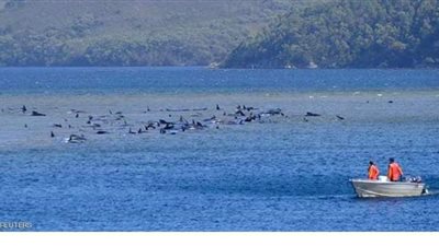 بعد دخولهم المصيدة.. 70 حوتا في ورطة حقيقية بجنوبي أستراليا