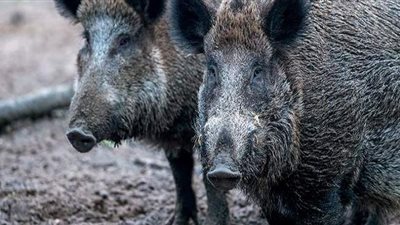 ألمانيا تسجل ٧ حالات إصابة جديدة بحمى الخنازير الإفريقية