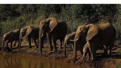 نفوق مئات الفيلة بسبب بكتيريا