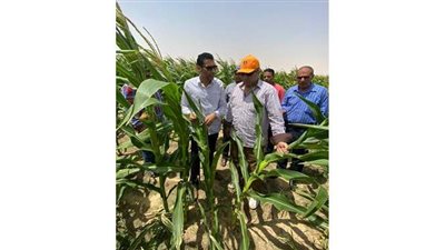 مساعد وزير الزراعة ورئيس قطاع الإنتاج يتفقدان مزارع شرق العوينات