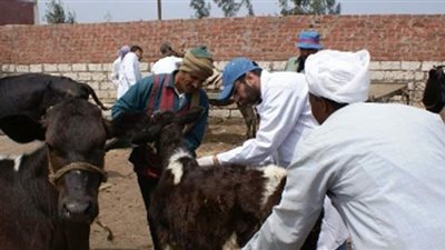 تحصين 6420 رأس ماشية ضد الحمى القلاعية والوادي المتصدع ببني سويف