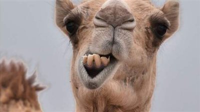 تفسير حلم الجمل في المنام.. وعلاقته بالنصر والقوة والصبر والموت والسفر