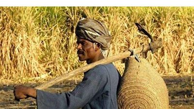 انتفاضة الحكومة بعد تدمير 400  ألف فدان من الأراضي..  الرقعة  الزراعية زادت في عهد 