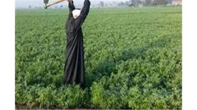 انتفاضة الحكومة بعد تدمير 400 فدان من الأراضى الزراعية.. مشكلات مزارعي قنا عرض مستمر.. ومطالبات بالتدخل السريع