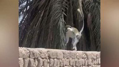 بيطري قنا يوضح حقيقة ظهور نسناس وقرود جماعية بقرية في أبوتشت