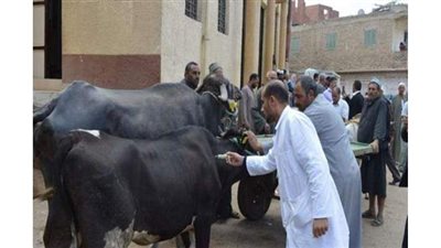 الزراعة: تحصين نصف مليون رأس ماشية ضد الحمى القلاعية والوادي المتصدع في 3 أيام