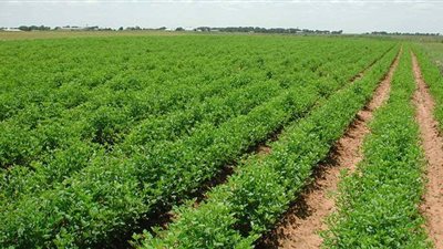 الرى:  الدراسات تؤكد إمكانية استصلاح 400 ألف فدان في سيناء | فيديو