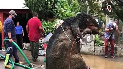 حالة من الذعر بعد العثور على فأر ضخم في مجاري الصرف الصحي بالمكسيك | صور