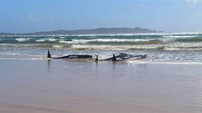 نفوق 380 حوتا على سواحل تسمانيا بأستراليا | صور