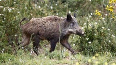تحذيرات من  تكاثر أعداد الخنازير البرية في أمريكا
